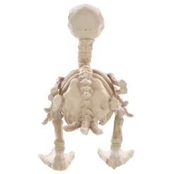 Seasons USA Duck Skeleton Prop Halloween Decoration - - Off-White