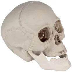 Northlight Skeleton Skulls Halloween Decorations - 4.5" - Set Of 6 -Festival Store GUEST ee0cd79e 7254 4866 831a 51d8cac37710